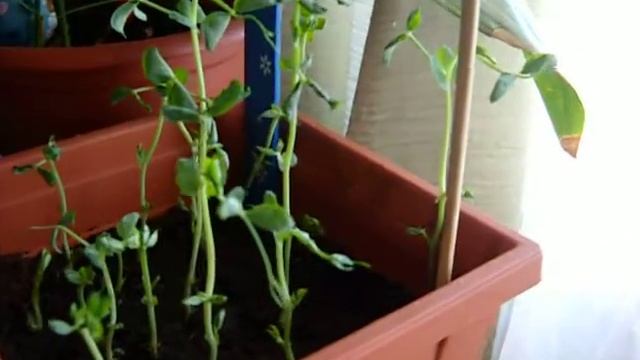 Баба сеяла горох. Продолжение сериала. смотреть онлайн