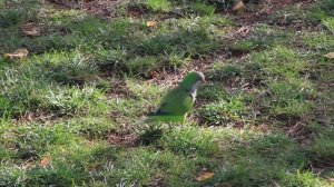 Испания. Попугаи в Барселоне