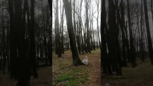 Усадьба Шаховских 1 ролик