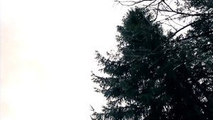 Смерека. Александр Кварта. Карпаты... Украина... Какая ширь и красота во всём ...