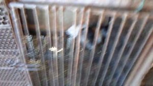 РАЗВЕДЕНИИ  НУТРИЙ как я содержу нутрии Просто Андрей