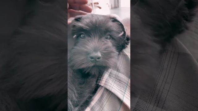 Floki, a black miniature schnauzer puppy relaxing on the weekend 😎