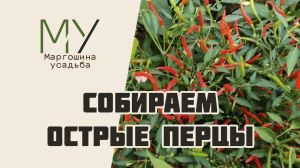 Собираем острые перцы
