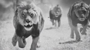 Islamic Nasheed | Habbat Kerreh |  هبت كالريح | Abu Ali | Arabic Nasheed