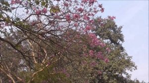 A stroll inside NBRI Lucknow - Rose and Gladiolus Flower Show