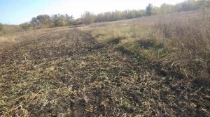 Долгожданные всходы горчицы на сидерат
