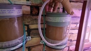 Крымская артемия. Повышаем процент выклева.