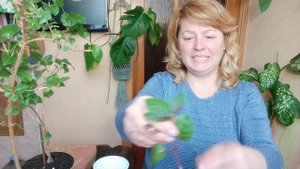 Влог. Мои будни на даче. Укоренение черенков фуксии