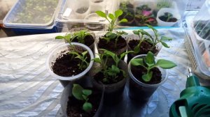 Белокрылка на черенках петунии-принимаем меры!