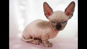 Кошка (Минскин).