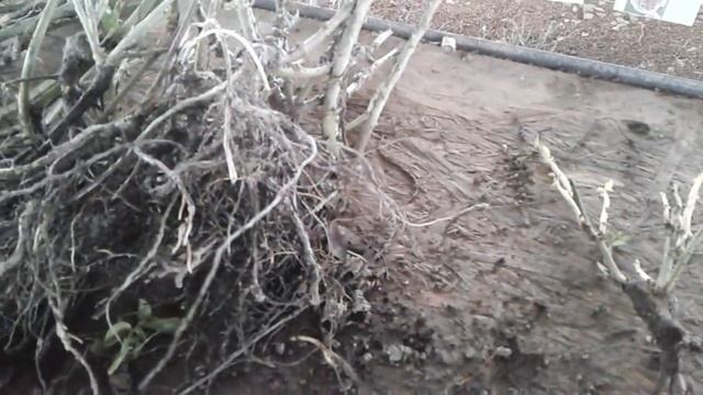 отросшие розы, нужен ли облом сильно проросших почек, питомник роз Полины Козловой смотреть онлайн