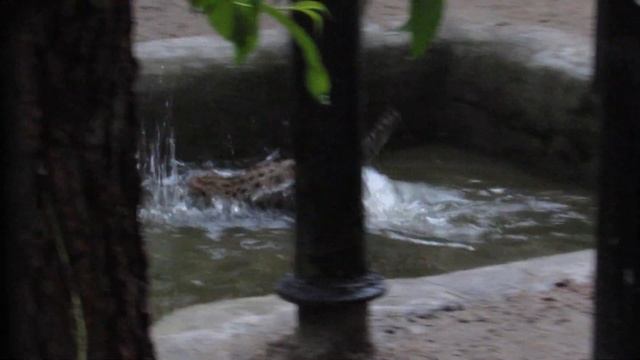 Виверровый котёнок ловит рыбу 26.07.2019 смотреть онлайн