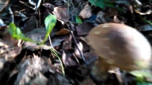 Грибы. Подосиновики. Подберезовики.