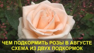 Чем Подкормить Розы в Августе - Лучшая Схема из Двух Подкормок