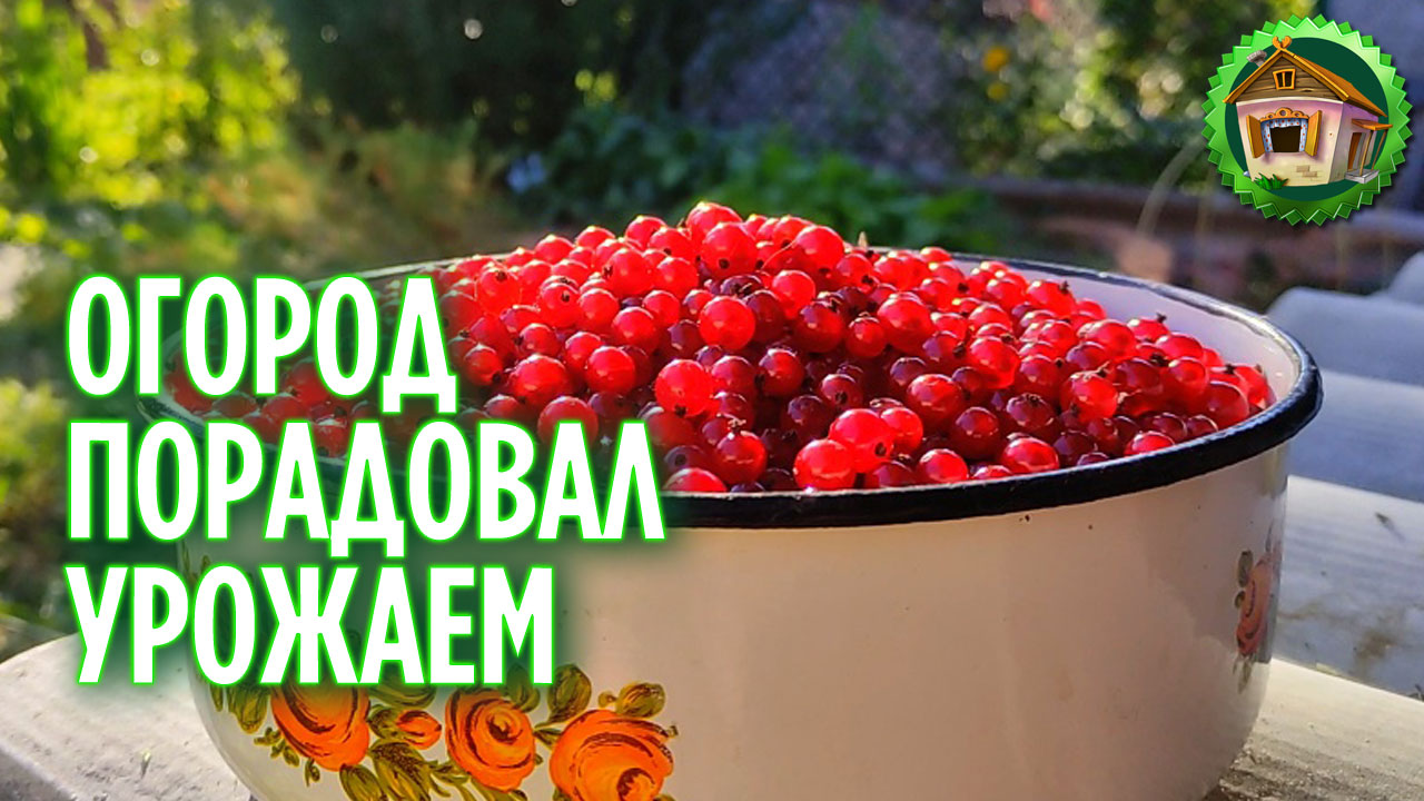 Собираем урожай в деревне. Готовим огород к отъезду. 229 серия смотреть онлайн