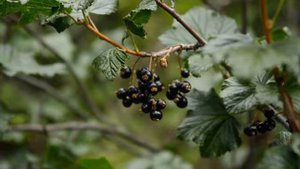 Родина это Алтай!