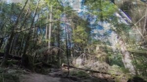 Шокирующие Встречи с Медведями, Снятые на Камеру