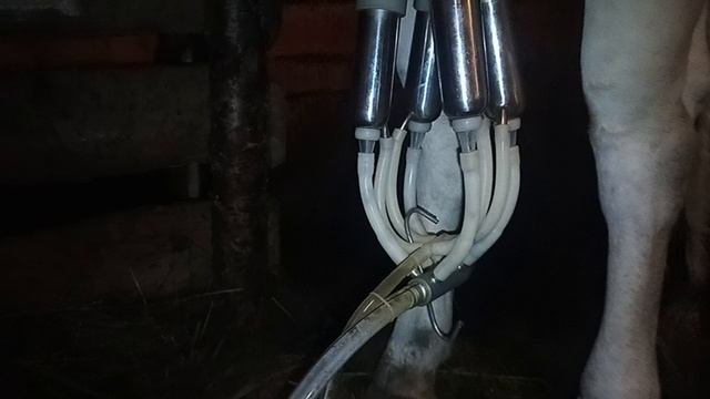 Доильный аппарат в действии)