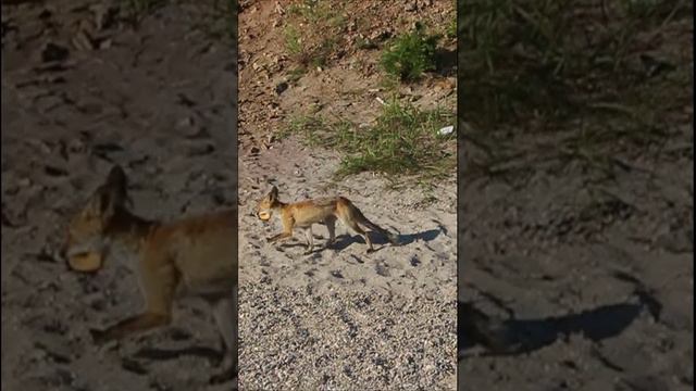 Лиса на острове Огой  выпросила колбасу у туристов.