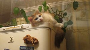 Выйду ночью в кухню с котом.