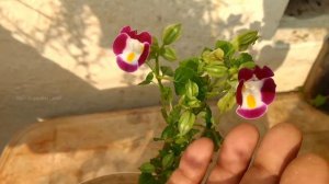 How to grow WISH BONE PLANT  in tamil