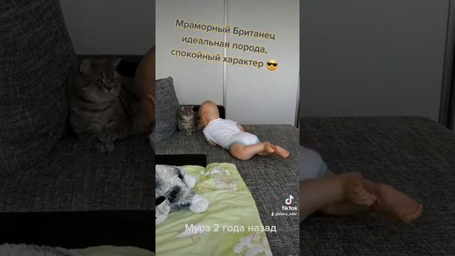 Коты и Дети.Характер Мраморный Британец.British Cat and child.Marble British Cat