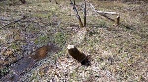 Как найти бобра. По следам бобра