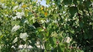 Летняя обрезка плодовых деревьев на плодоношение.