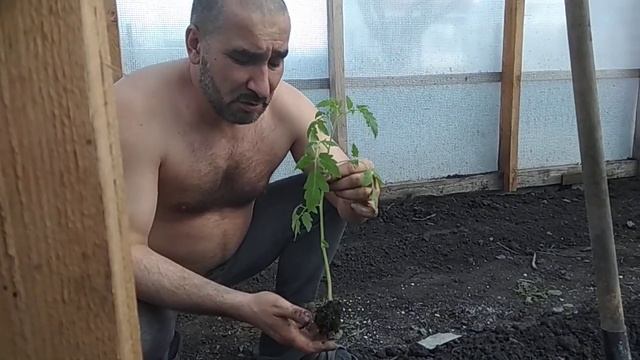 #Сызранскиепомидоры #высадка томатов #вытянутаярассада смотреть онлайн