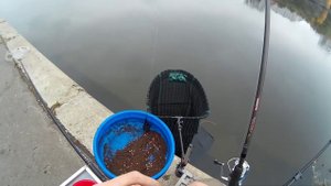 Рыбалка на Москва реке. Ловля на фидер осенью. Плотва, окунь, лещ на фидер.