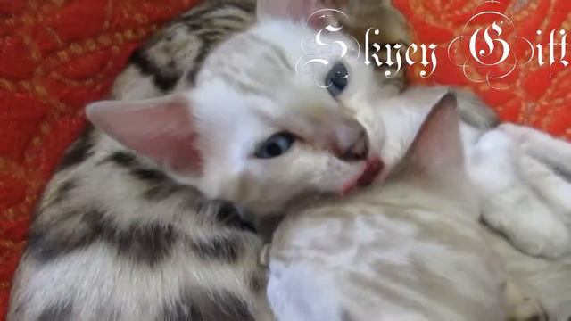 бенгальская кошка, продам бенгальский котенок, смешные кошки, шикарные кошки смотреть онлайн