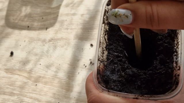 Как сажать кабачки. Выращиваем кабачки на рассаду. Выращиваем кабачки дома.Сорт" Кавили".