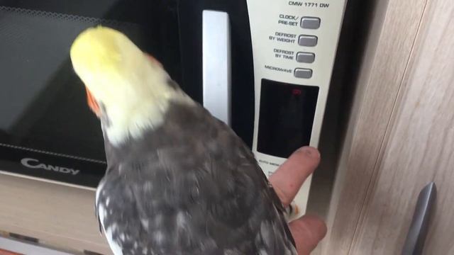 Cockatiel Talks To Microwave