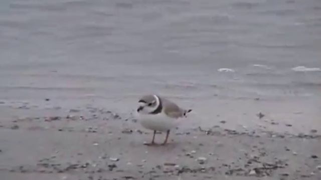 Shorebirds of Key Biscayne | Key Biscayne Citizen Scientist смотреть онлайн