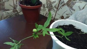 Эксперимент № 2 Выращивание черенков пассифлоры. День № 1