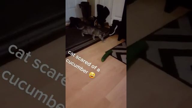 Cats hate Cucumbers! Laugh your A$$ off with this short Cat video.