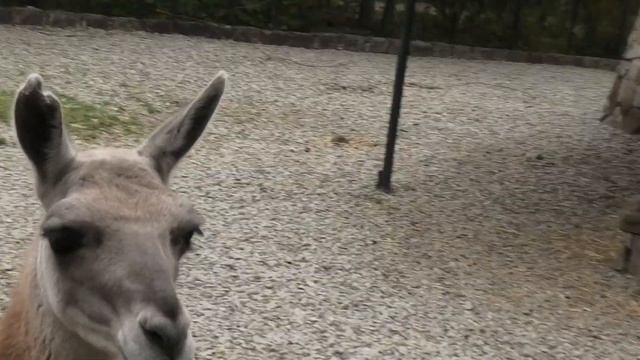 Сказочным Ламам (Гуанаки) гостинец из капустных листьев. Fabulous Lamas a gift from cabbage leaves. смотреть онлайн