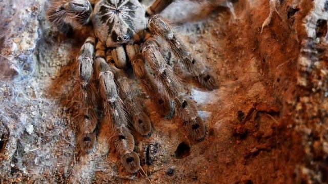 Odbieranie kokonów od Heteroscodra maculata i Poecilotheria regalis !!! ENG SUB смотреть онлайн