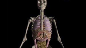 Основы певческого дыхания