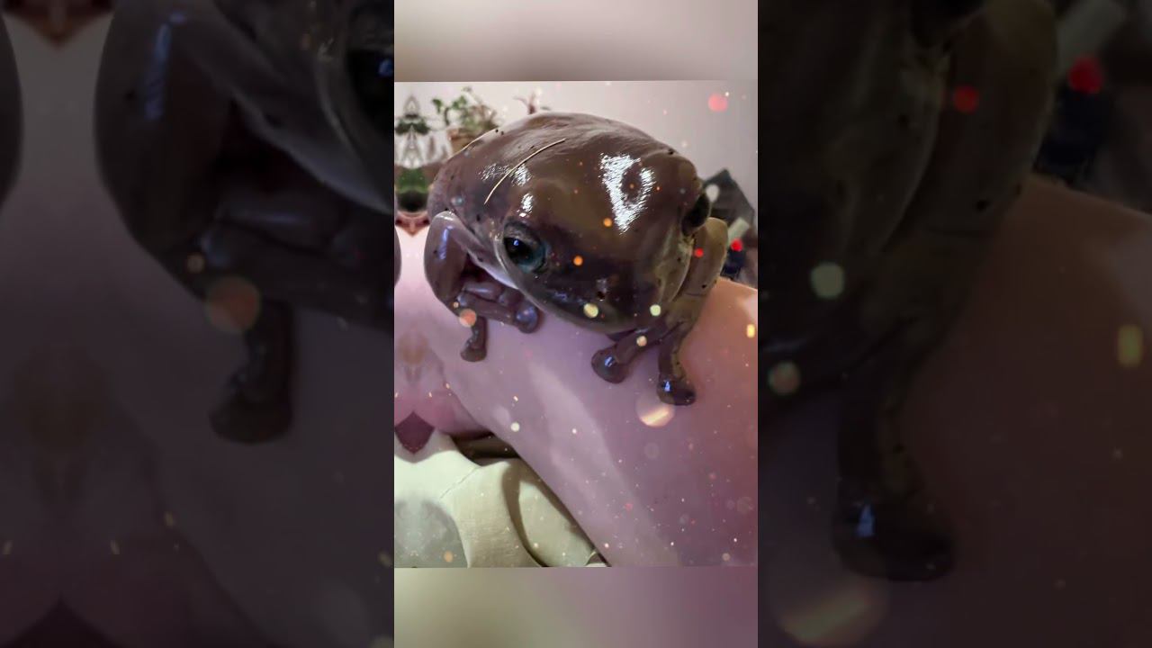 ️#shortvideo #москва #zoolife #экзотика #зверьёмоё #змея #черепаха #варан #дракон #рептилии
