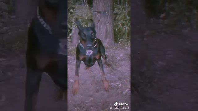 DOBERMAN video de tik tok (short) 2