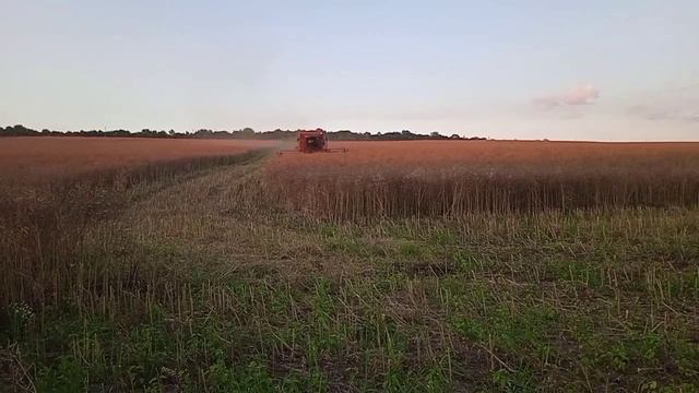 ОБМОЛОТ ОЗИМОГО РІПАКУ ВИРОЩЕНОГО БЕЗ ДОБРИВ. КЕЙС 2388 смотреть онлайн