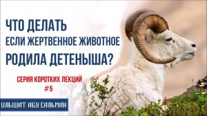 Ильшат Абу Сальман.Что делать если жертвенное животное родила детеныша? Серия лекций Курбан-Байрам