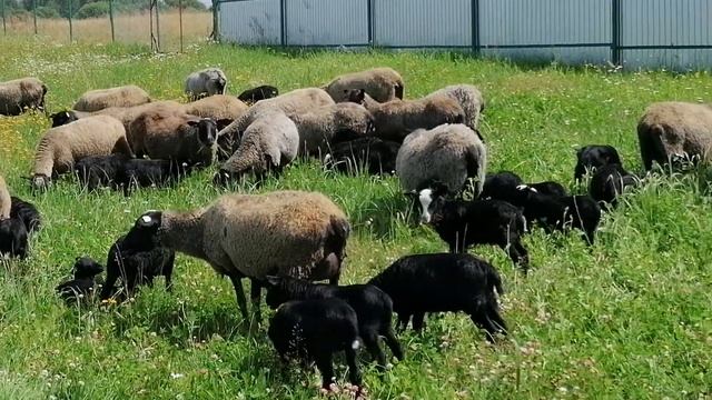 Романовские овцы - первый выход детского сада смотреть онлайн
