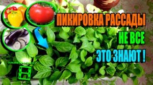 ЭЛЕМЕНТАРНАЯ СЕЛЕКЦИЯ И ПИКИРОВКА ТОМАТОВ, ПЕРЦЕВ И БАКЛАЖАНОВ. ЭКОСАД (ОГОРОД) И ТЕПЛИЦА 22-14