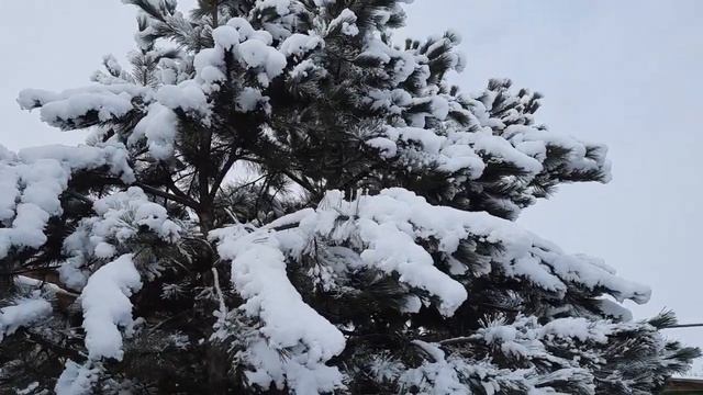 ❄Зимняя сказка.Все деревья в белоснежном одеянии. смотреть онлайн