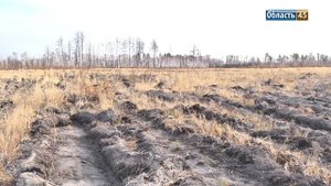 Крупное предприятие восстанавливает леса в Курганской области