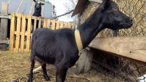 Всего чуть-чуть, черная коза