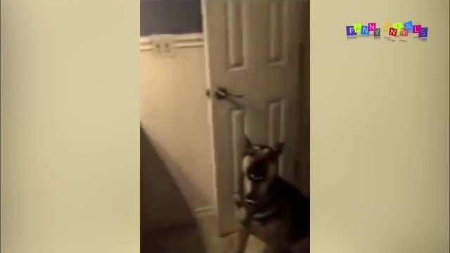 Кто главный. Кошки и собаки. смотреть онлайн