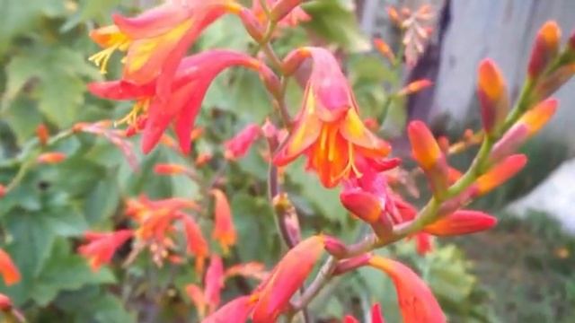 Китайский гладиолус ( Chinese gladiolus )